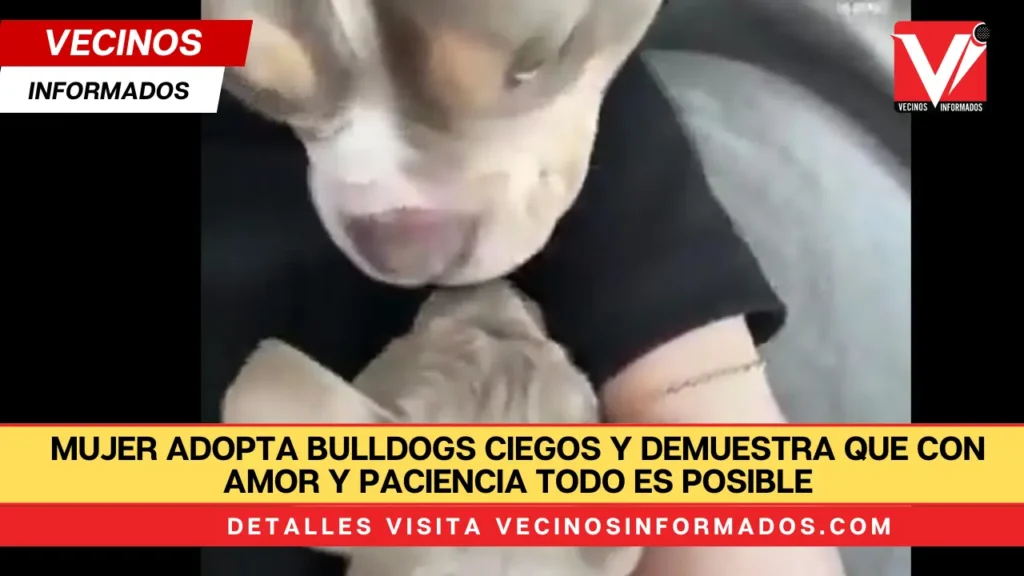 Mujer adopta bulldogs ciegos y demuestra que con amor y paciencia todo es posible