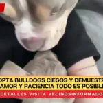 Mujer adopta bulldogs ciegos y demuestra que con amor y paciencia todo es posible