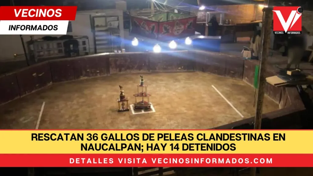 Rescatan 36 gallos de peleas clandestinas en Naucalpan; hay 14 detenidos