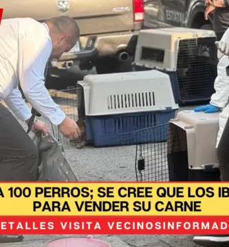 Rescatan a 100 perros; se cree que los iban a matar para vender su carne