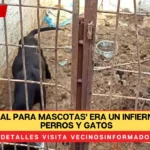 ‘Hospital para mascotas’ era un infierno para perros y gatos