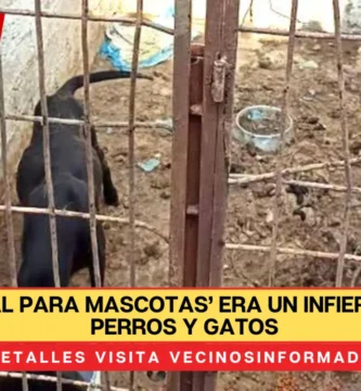 ‘Hospital para mascotas’ era un infierno para perros y gatos