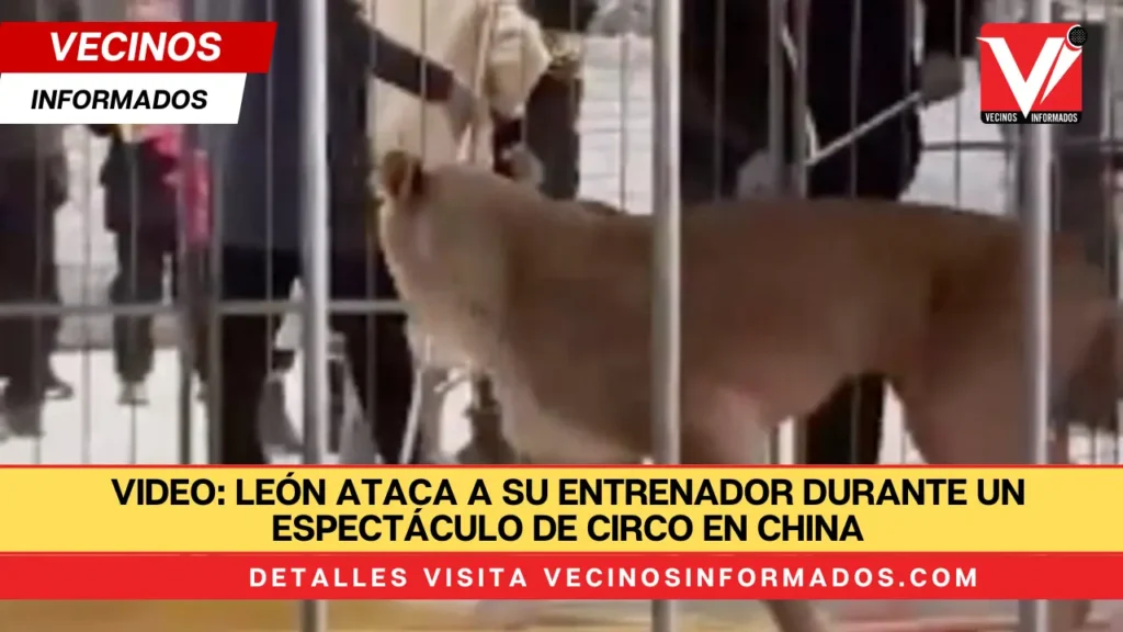 VIDEO: León ataca a su entrenador durante un espectáculo de circo en China con decenas de asistentes