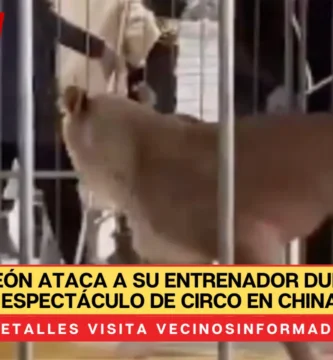 VIDEO: León ataca a su entrenador durante un espectáculo de circo en China con decenas de asistentes