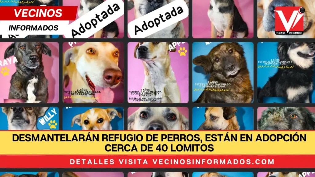 Desmantelarán refugio de perros, están en adopción cerca de 40 lomitos