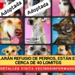 Desmantelarán refugio de perros, están en adopción cerca de 40 lomitos