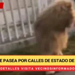 León se pasea por calles de Estado de México