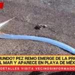 ¿Fin del Mundo? Pez Remo Emerge de la Profundidad del Mar y Aparece en Playa de México