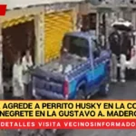 Hombre agrede a perrito Husky en la col. Jorge Negrete en la Gustavo A. Madero