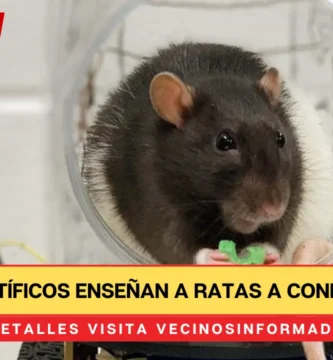 Científicos enseñan a ratas a conducir