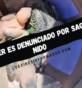 Influencer es denunciado por saqueo de nido de pericos