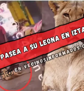 "¿Es legal? Escándalo por video de leona paseando sin bozal en CDMX"