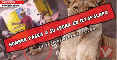 "¿Es legal? Escándalo por video de leona paseando sin bozal en CDMX"