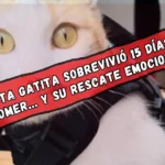 Rescatan a gatita atrapada que llevaba dos semanas sin comer