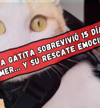 Rescatan a gatita atrapada que llevaba dos semanas sin comer