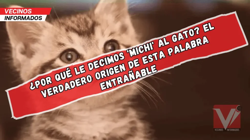 "¿Por qué le decimos 'michi' al gato? El verdadero origen de esta palabra entrañable