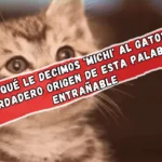 "¿Por qué le decimos 'michi' al gato? El verdadero origen de esta palabra entrañable