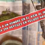 Detienen a un hombre en el AICM al intentar exportar 299 reptiles en peligro hacia Japón